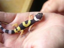 baby leopard gecko