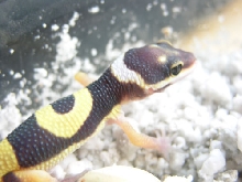 baby leopard gecko
