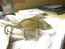 sick cham