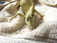 sick cham