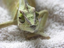 sick cham