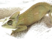 sick cham