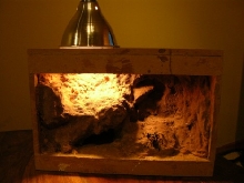 tarantula cage