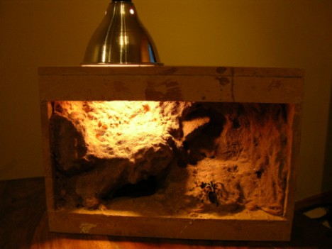 tarantula cage