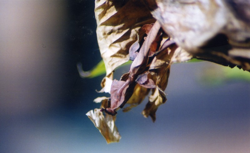 ghost mantid