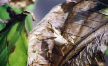 ghost mantid