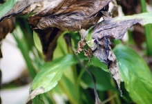 ghost mantid