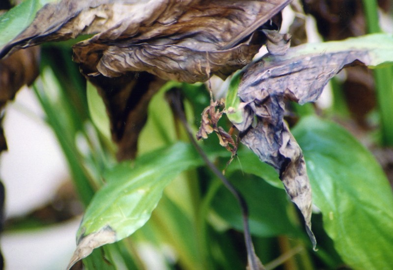 ghost mantid