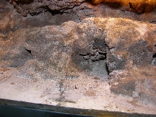rock hide