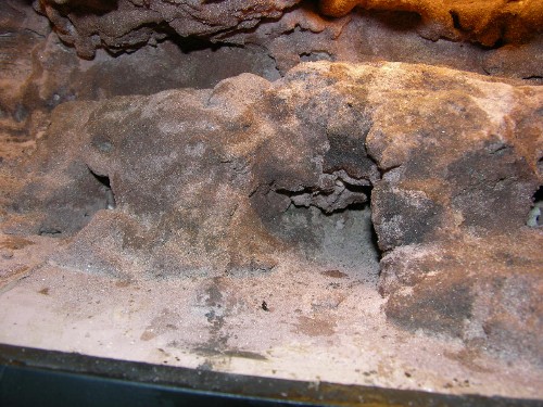 rock hide