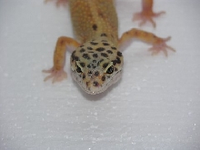 leopard gecko
