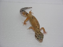 leopard gecko