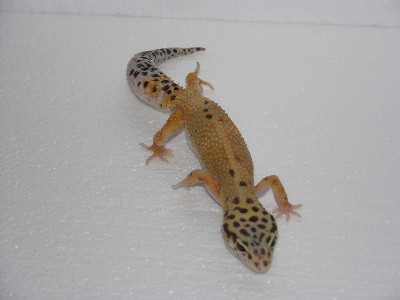 leopard gecko