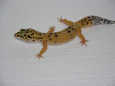 leopard gecko