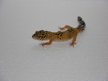 leopard gecko