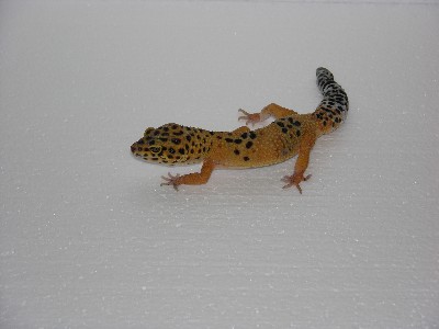 leopard gecko