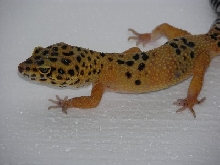 leopard gecko
