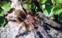 rose hair tarantula