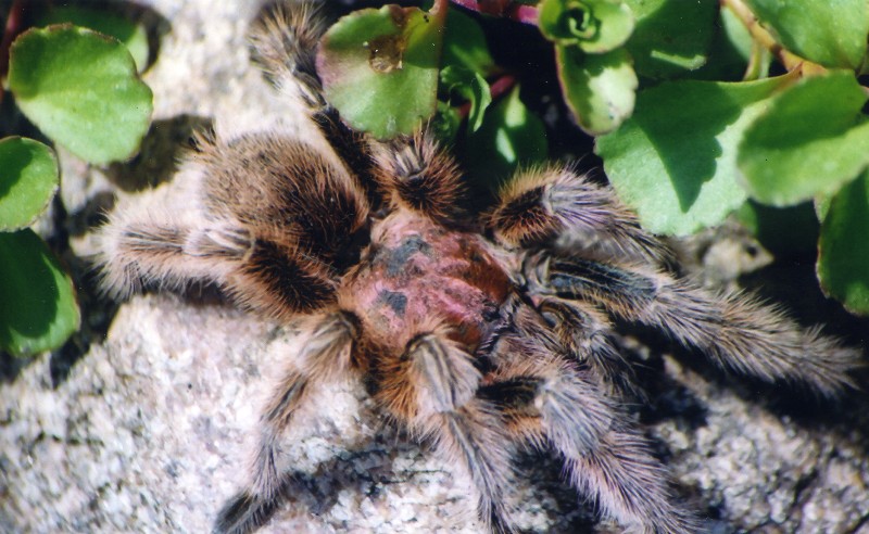 rose hair tarantula