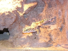 size comparison