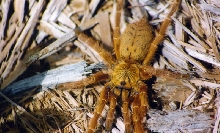 Usumbar highland baboon tarantula