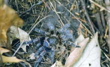 zebra leg tarantula