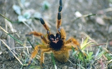 Usumbar highland baboon tarantula