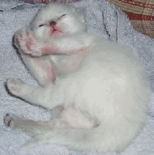 Ragdoll Tortie