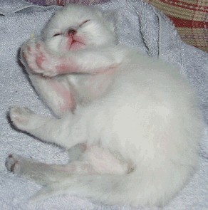 Ragdoll Tortie