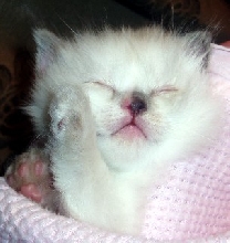 Nighty Night