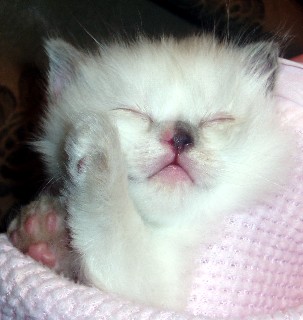 Nighty Night