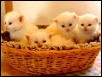 Basket of kittens