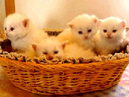 Basket of kittens