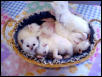 Available Kittens