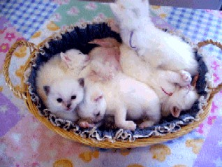 Available Kittens