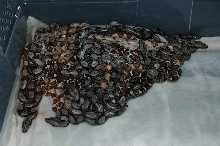 3-10-06 50% poss het litter
