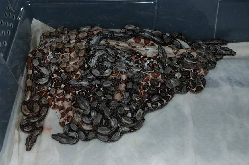 3-10-06 50% poss het litter