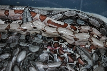 Reverse stripe Hypo