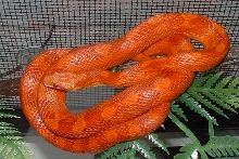 Yearling Hypo Bloodred