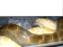 Fader Burm adult male breeding w/female albino