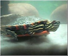 turtle01
