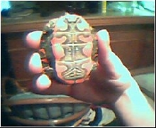turtle03