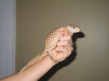 Savanha Monitor