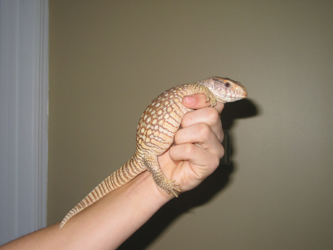 Savanha Monitor