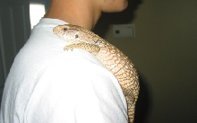 My tame monitor