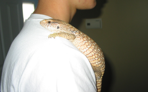 My tame monitor