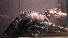 Dwarf Cayman