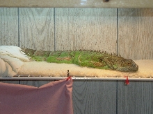 Basking Time