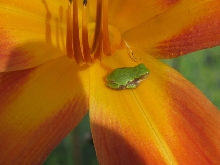 Chillin' on a Lilly