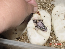 Super Pastel Pipping